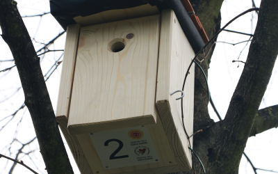 Postavitev ptičjih gnezdilnic v radgonskem mestnem parku